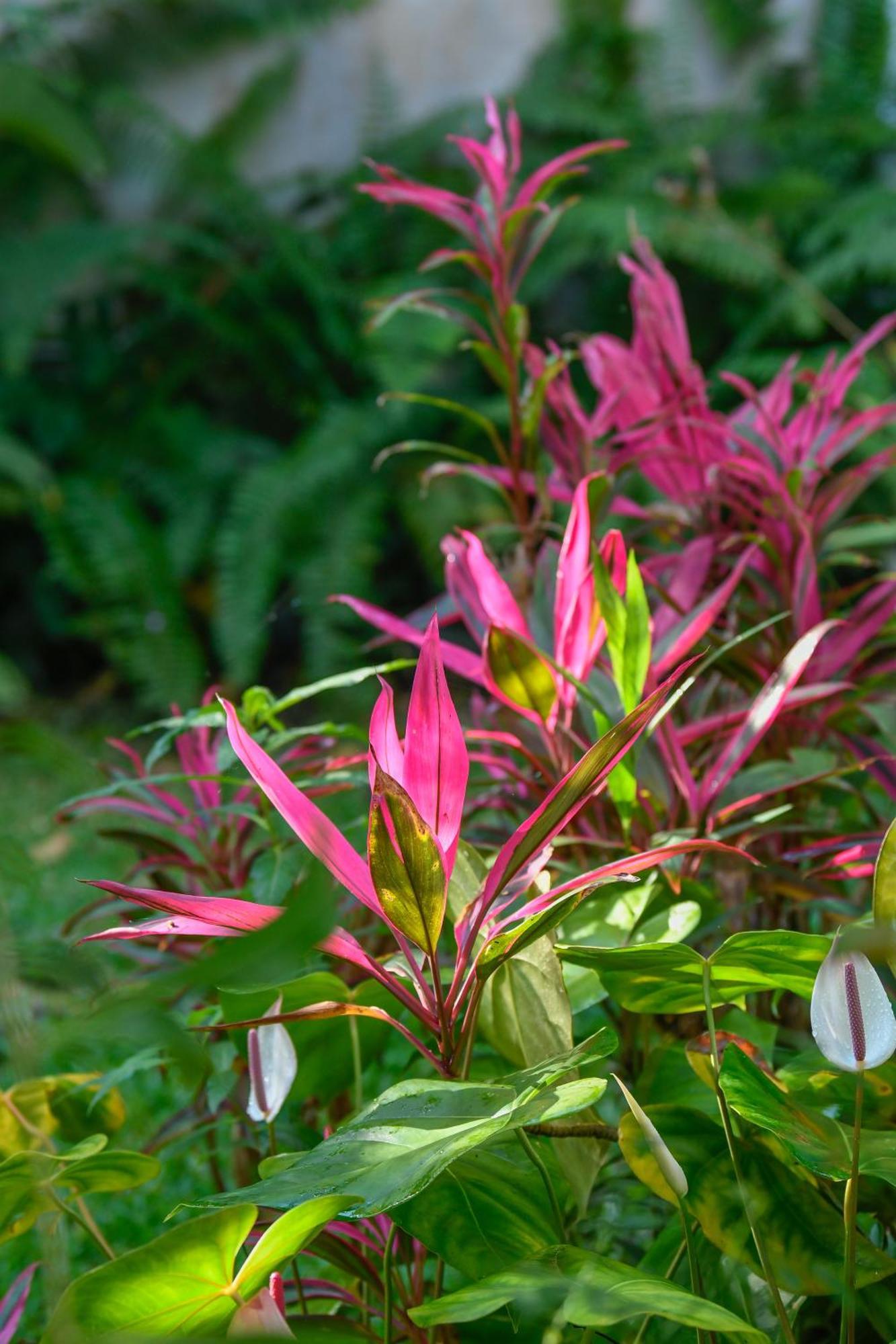 Le Medinilla Bed & Breakfast Bras-Panon Exterior foto